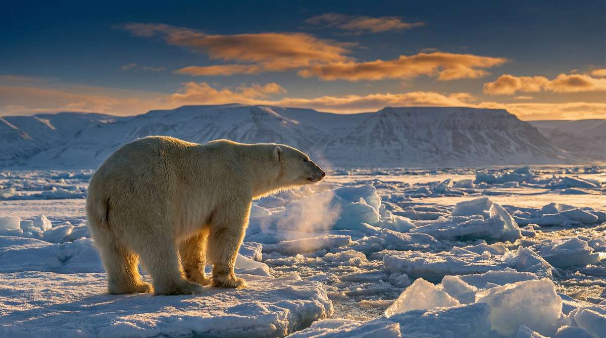 糖心今日推荐北极熊视频