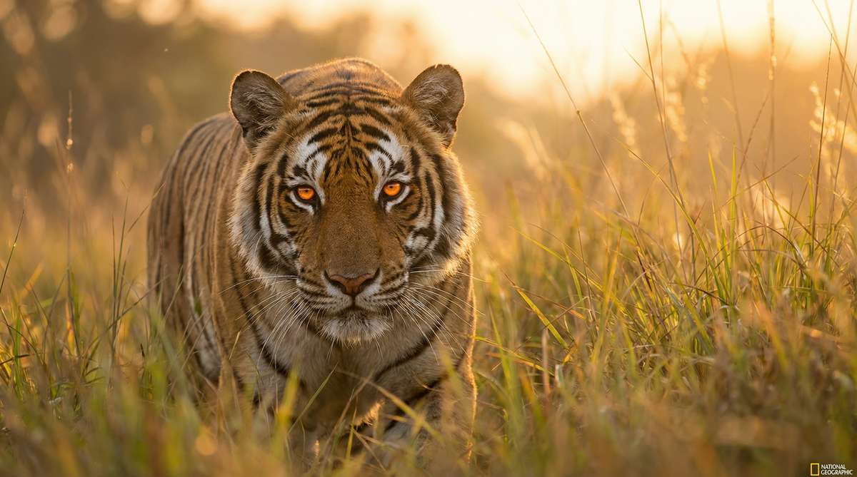 糖心今日推荐老虎视频
